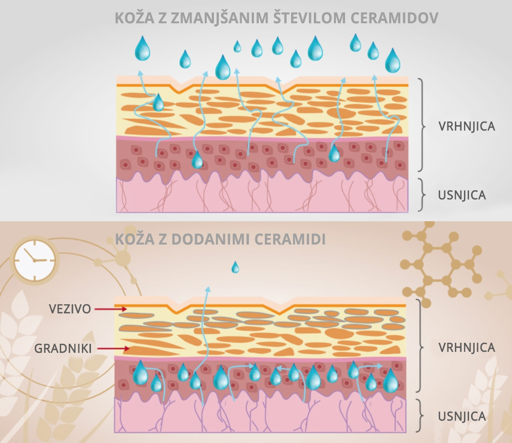 Koža in ceramidi