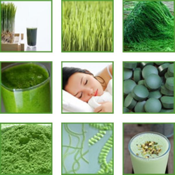 Alga Chlorella