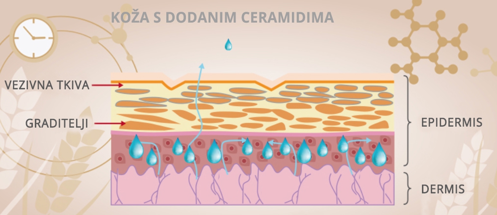 Koža s dodanim ceramidima